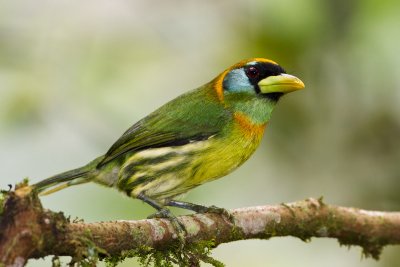 Red-headed Barbet (female)