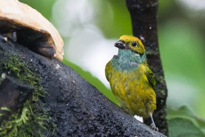 Silver-throated Tanager