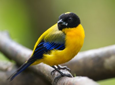 Black-chinned Mountain Tanager