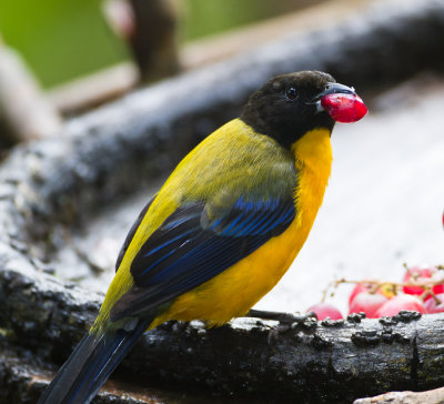 Black-chinned Mountain Tanager