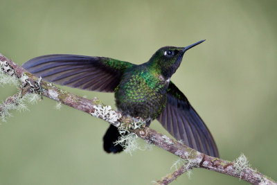 Tourmaline Sunangel