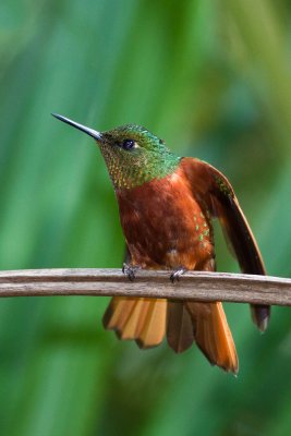 Chestnut-breasted Coronet