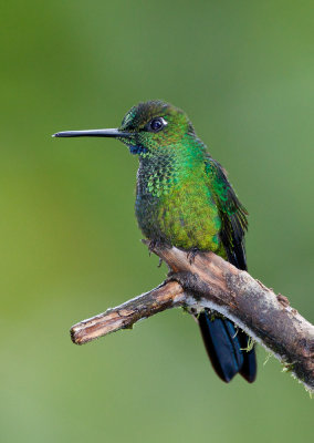 Green-crowned Brilliant