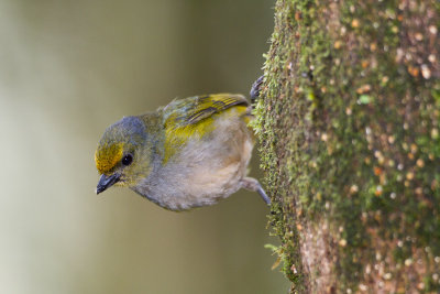 Orange-bellied Euphonia (?)