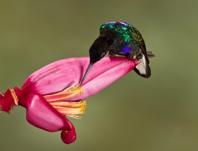 Velvet-purple Coronet