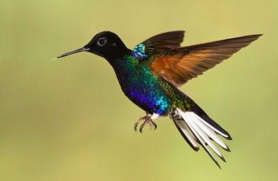 Velvet-purple Coronet