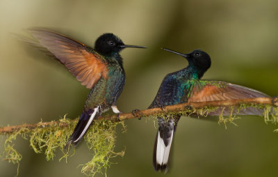 Velvet-purple Coronet