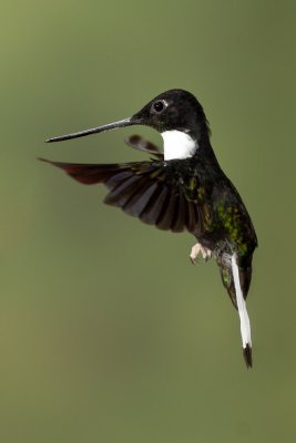 Collared Inca