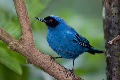 Masked Flowerpiercer