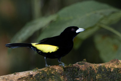 Lemon-rumped Tanager