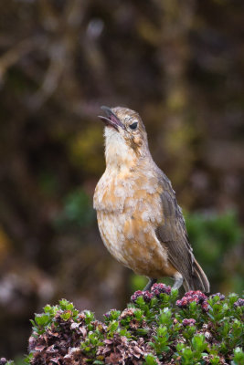 Tawny Antpitta