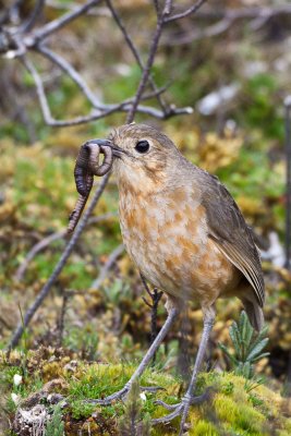 Tawny Antpitta w/ unknown worm