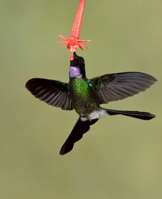 Tourmaline Sunangel