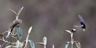 Ecuadorian Hillstar, Andean Tit-spinetail