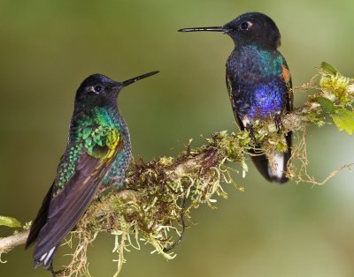 Confrontation (Velvet-purple Coronet)