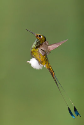 Booted Racket-tail