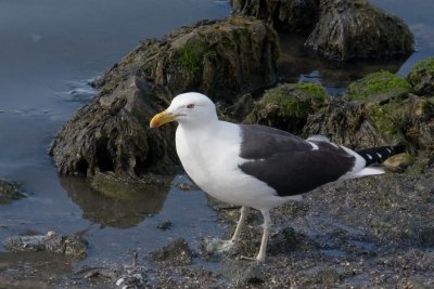 Kelp gull (Ushuaia)