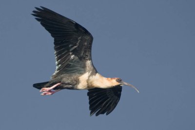 Buff-necked Ibis (badly lost)