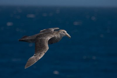 Giant Petrel