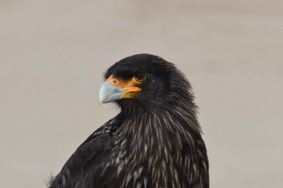 Striated Caracara (Falklands)