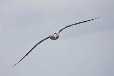 Wandering Albatros