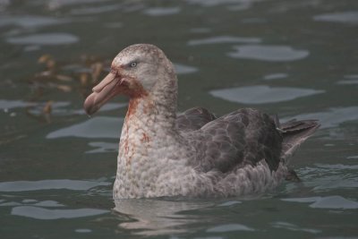 Giant Petrel, post-prandial