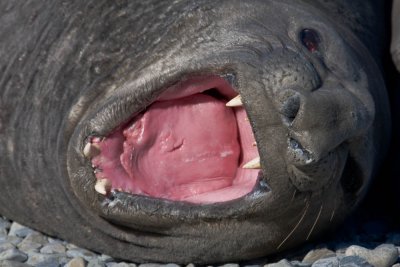 Elephant seal, big teeth