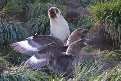 Fur seal with skua pair