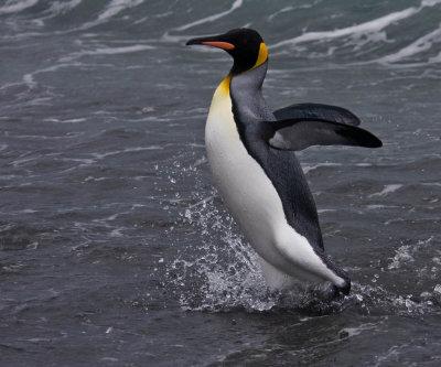 King, surfing