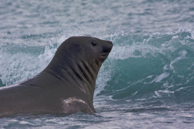 Elephant seal, thoughtful