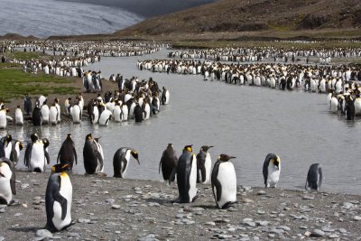 King Penguin rookery