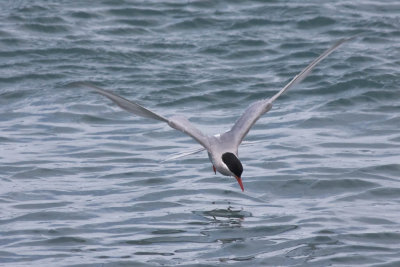 Antarctic Tern