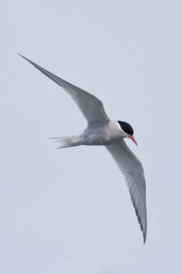 Antarctic Tern