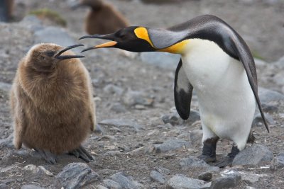 Family quarrel