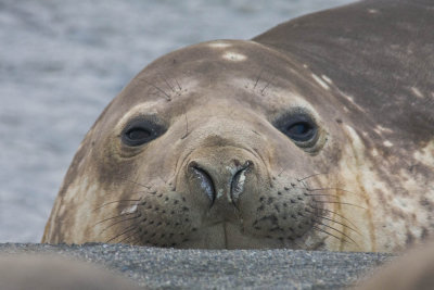 Elephant seal