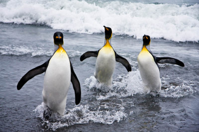 Coming ashore