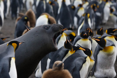 Not 'fraid of no elephant seals, nossir