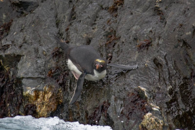 Macaroni belly-flop