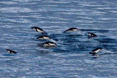 Penguins porpoising