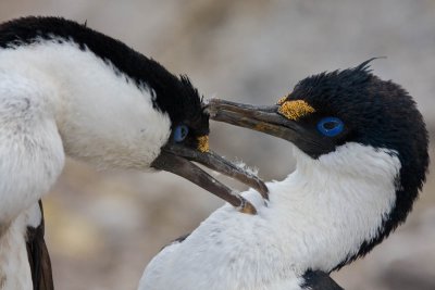 Blue-eyed Shags