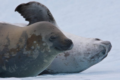 Crabeater seals on floe