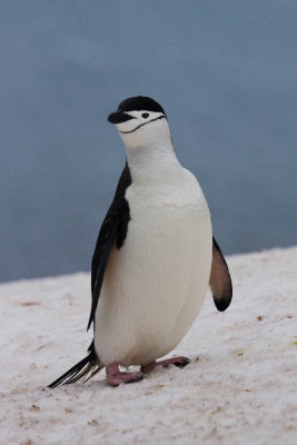 Chinstrap portrait