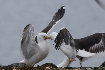 Fighting gulls