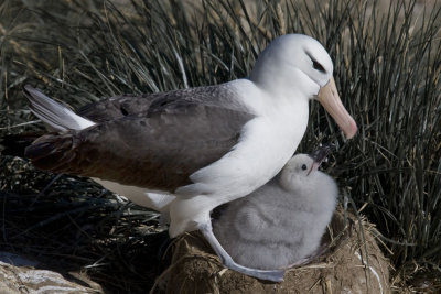 Black-browed Albatross w/ chick
