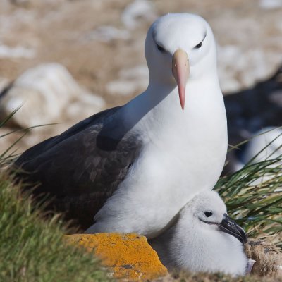 Black-browed Albatros w/ chick
