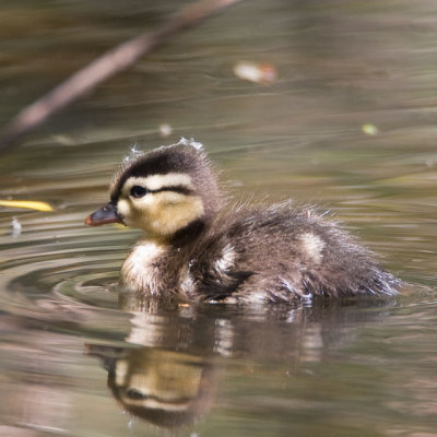 Wood Duck Duckling