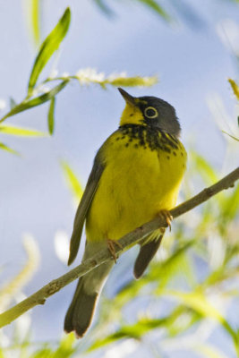 Canada Warbler