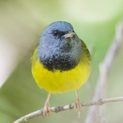 Mourning Warbler