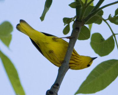 Yellow Warbler