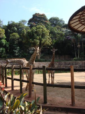 Zoo de So Paulo